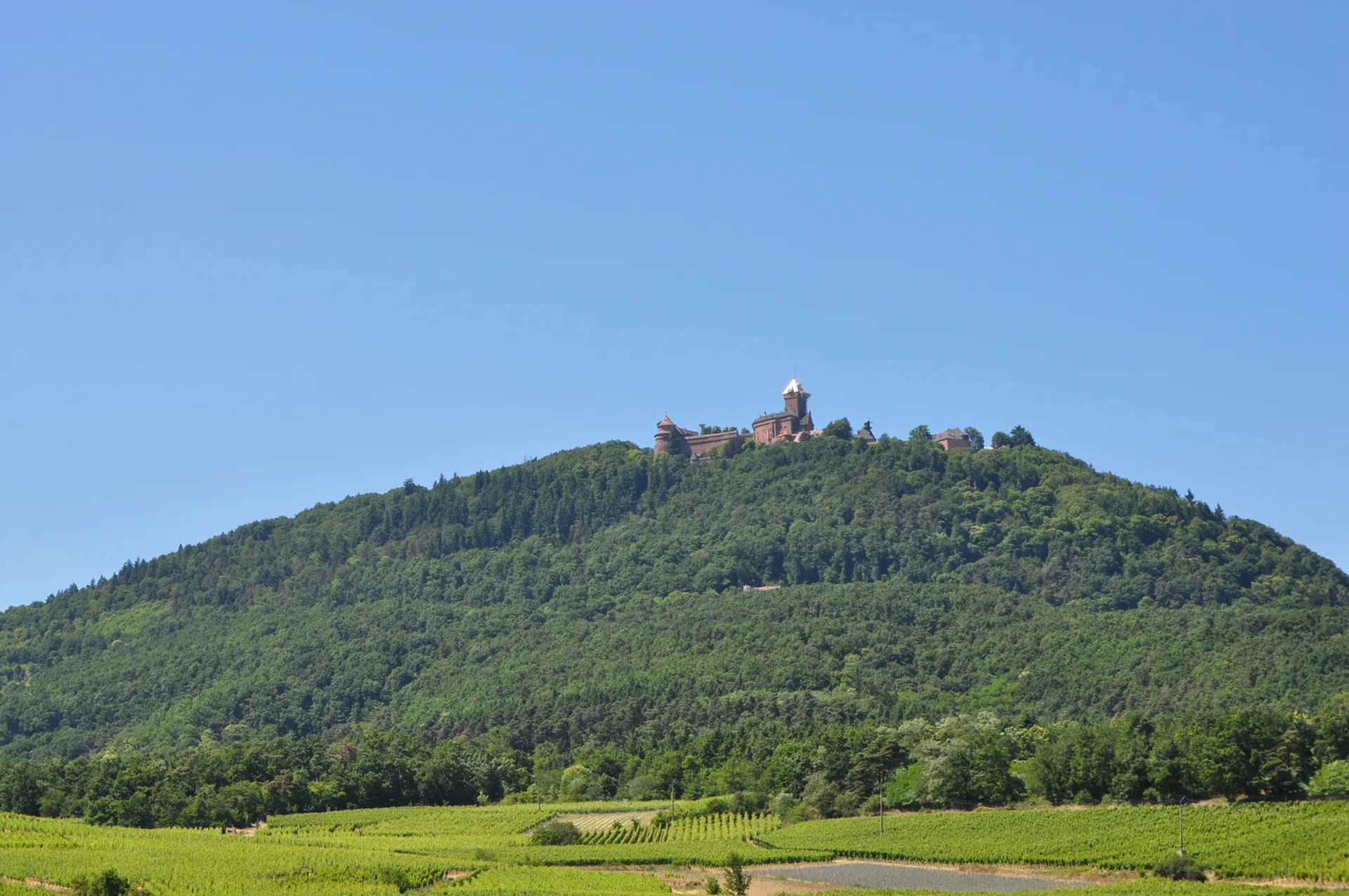 The image shows a lush green hill with a vineyard at the bottom, indicating