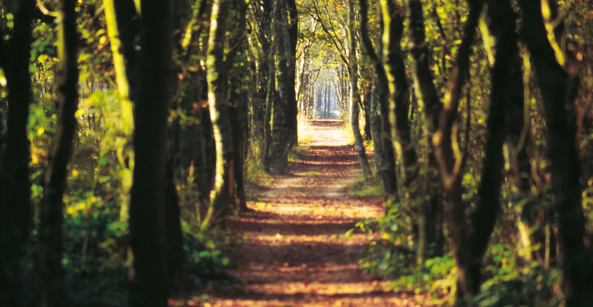 baff Natur-Marathon - main photo