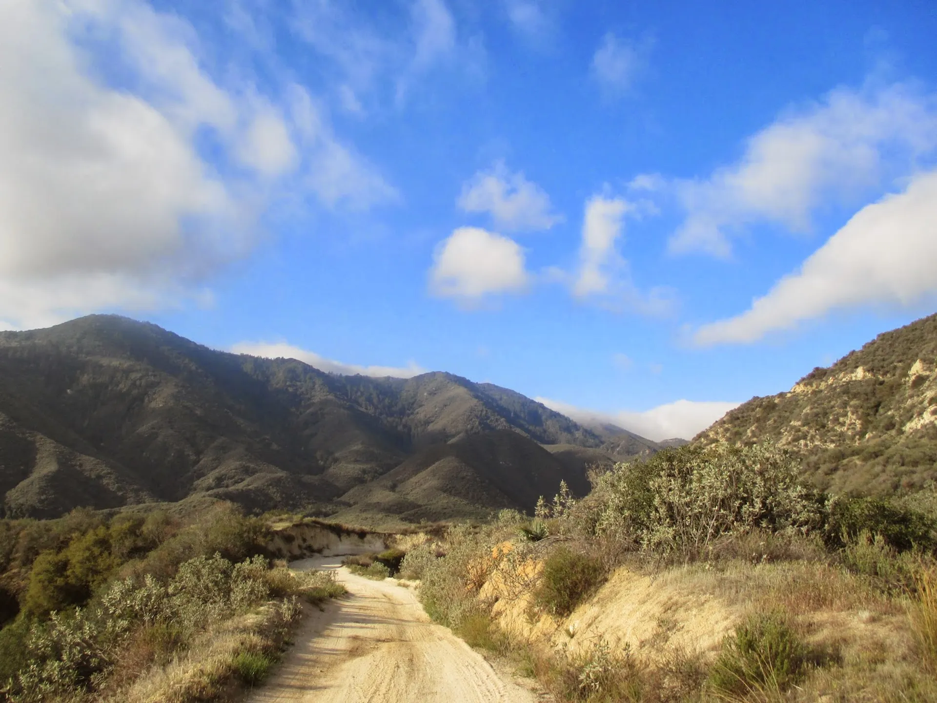 Twin Peaks - main photo