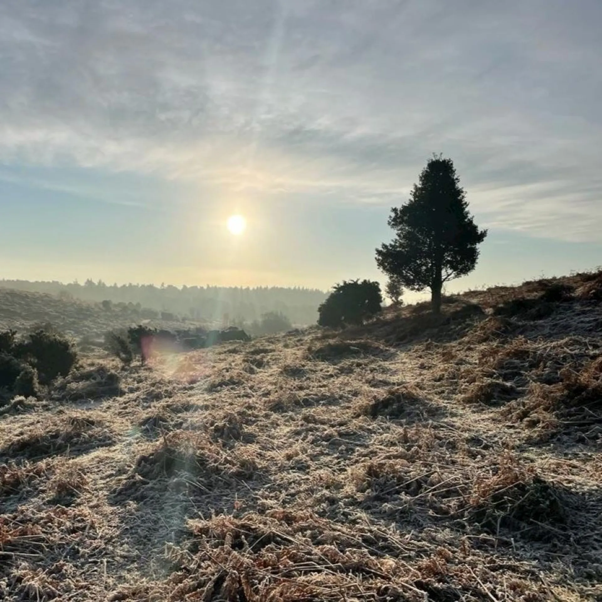 New Forest Xmas Trails - main photo