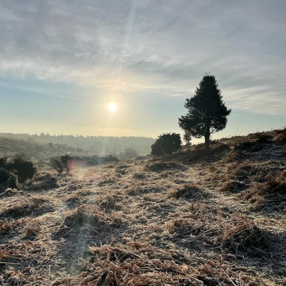 new forest xmas trails