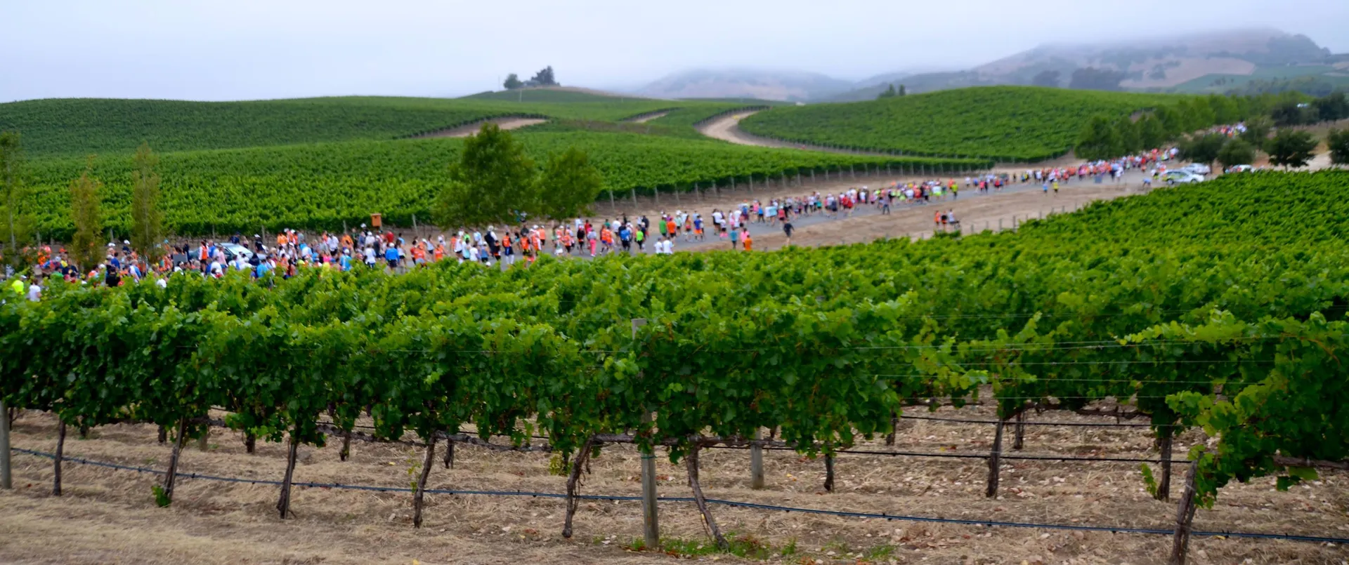 Napa-to-Sonoma Wine Country Half Marathon