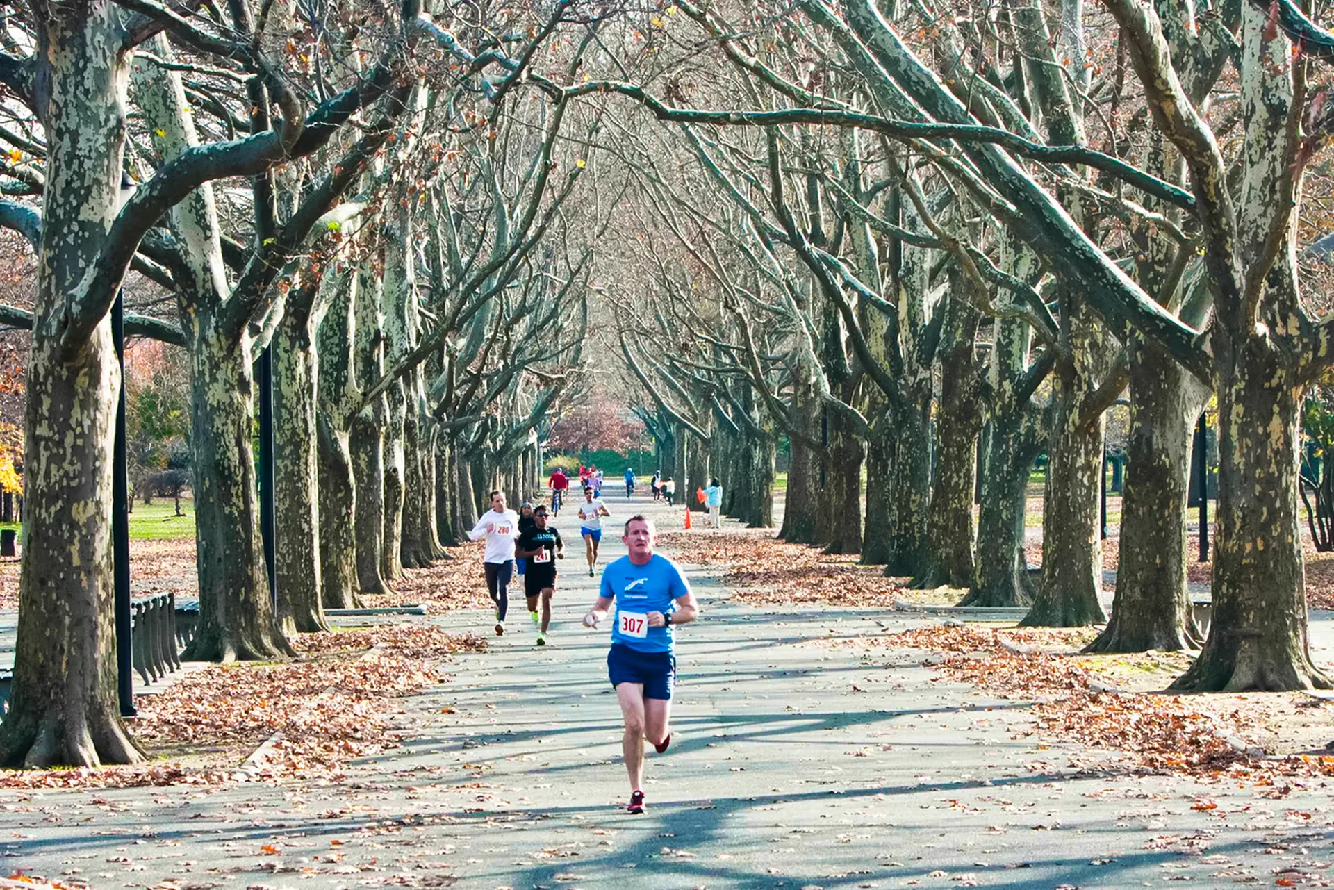 The image depicts a scenic avenue lined with tall trees that appear to be in late