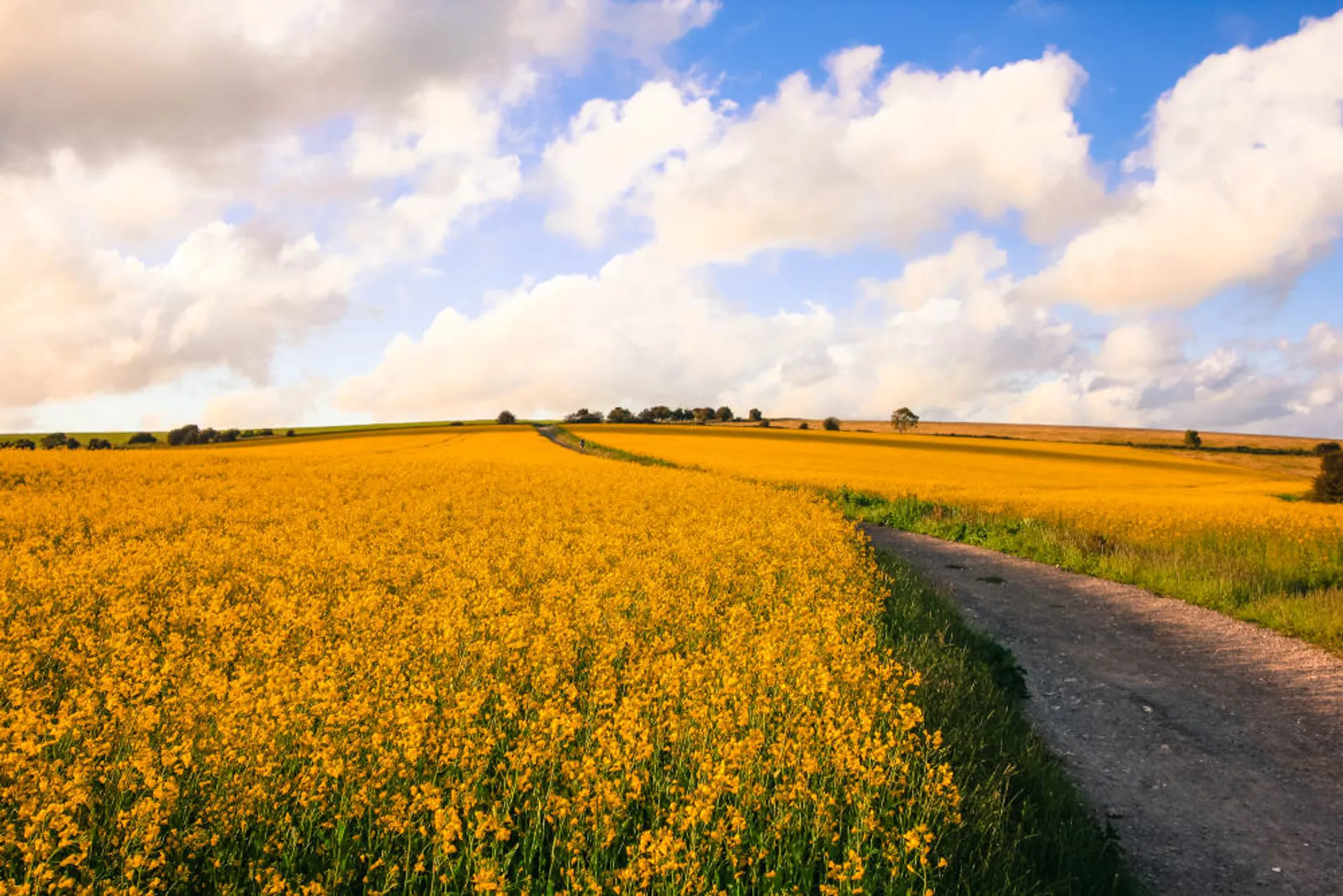 South Downs Way 100