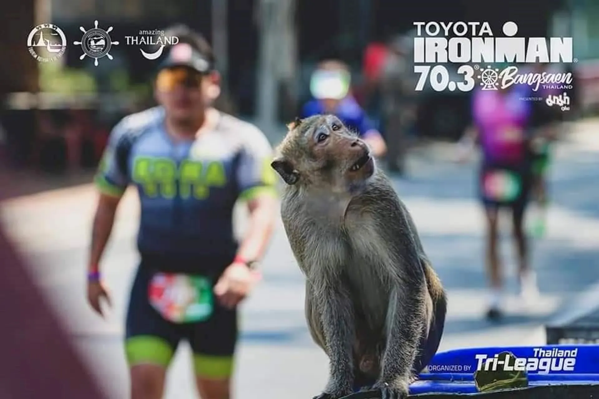 This image features a macaque in the foreground, sitting on a blue surface with