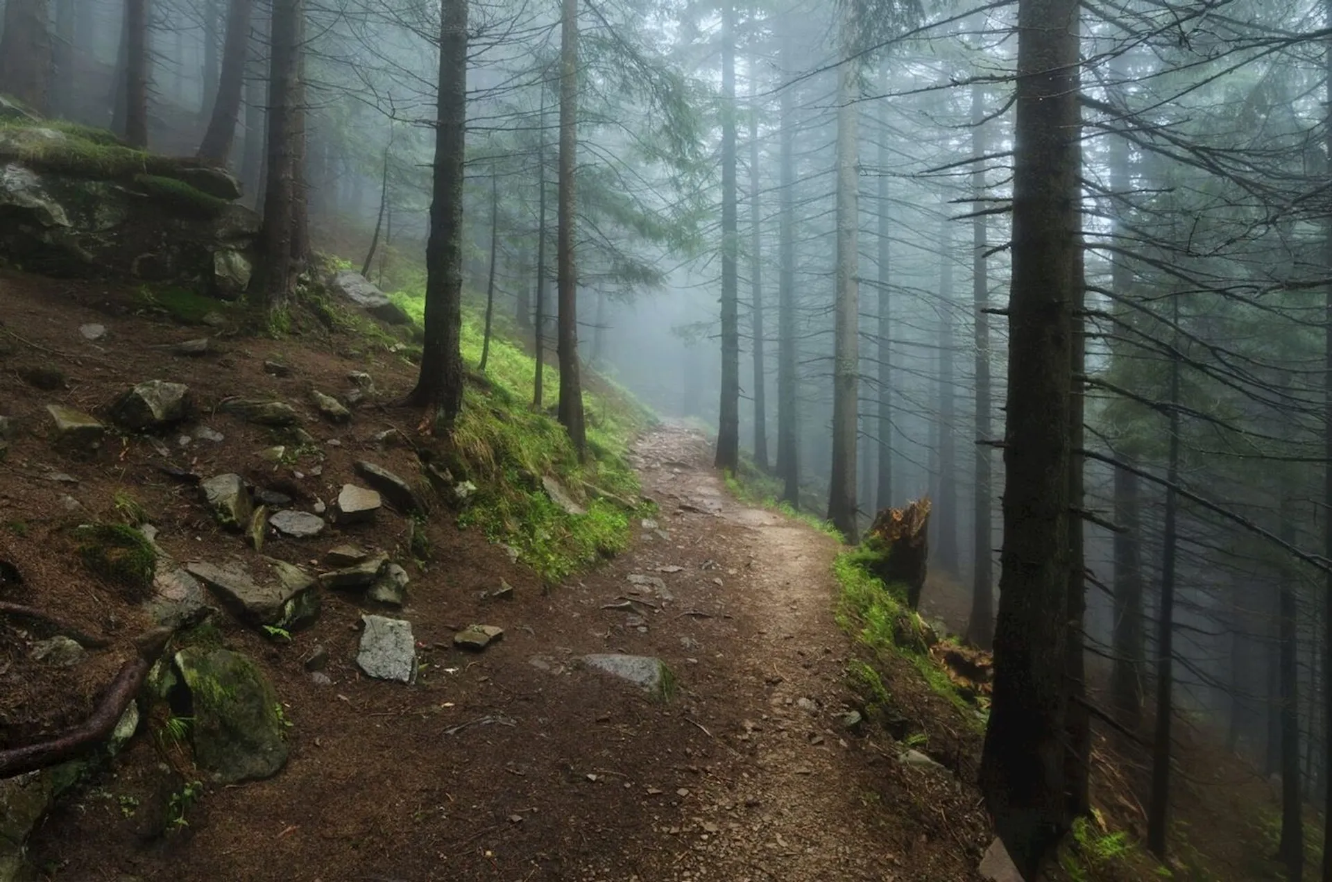 Image of Dilijan Run