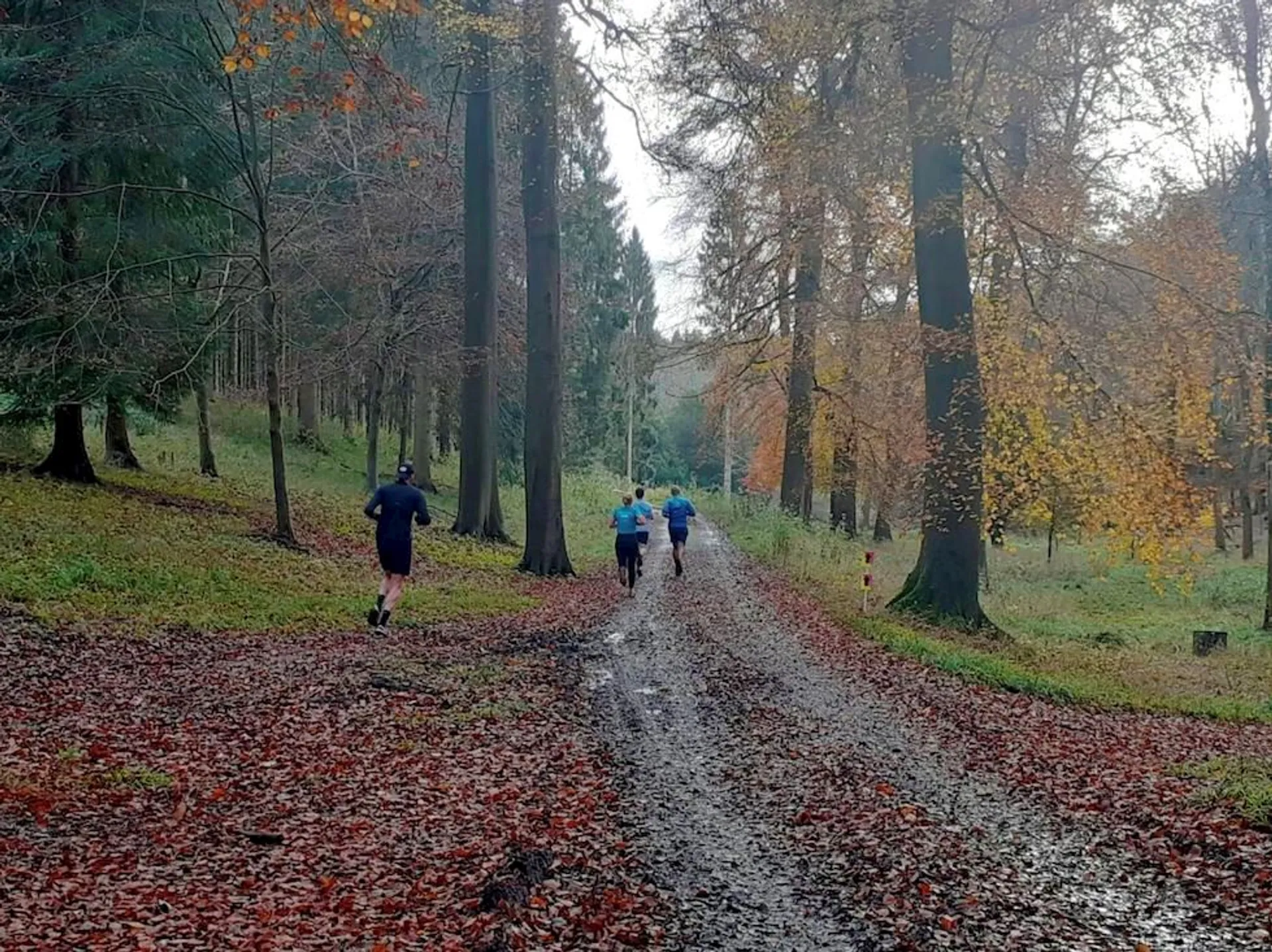 The image shows a group of people running along a forest trail. The trail is covered with autumn leaves, indicating the season might be fall. The trees have a mix of evergreen and autumnal colors, with some trees showing orange and yellow leaves, while others remain green. The terrain is irregular and appears to be a bit wet, possibly from recent rain. The runners are dressed in athletic gear suitable for jogging in a cooler environment. The forest provides a serene and natural backdrop for exercise.